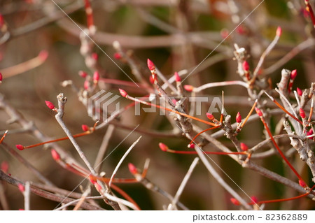 Red-colored tree buds 82362889