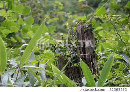 Naturally decaying stump Naturally decaying stump 82363553