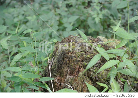 Naturally decaying stump 82363556