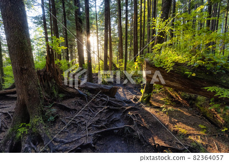 Hiking Path to Mystic Beach in the Vibrant Rainforest Hiking Path to Mystic Beach in the Vibrant Rainforest 82364057