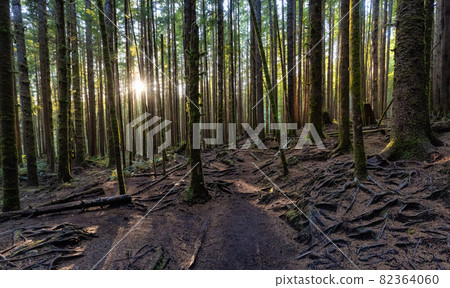 Hiking Path to Mystic Beach in the Vibrant Rainforest 82364060