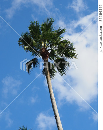 Summer image palm tropical seaside etc. 82364353