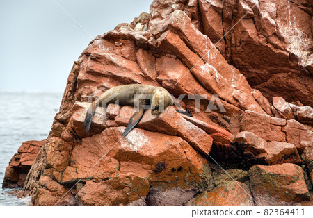 Sea lions resting on the stones in the Ballestas Islands of Peru Sea lions resting on the stones in the Ballestas Islands of Peru 82364411