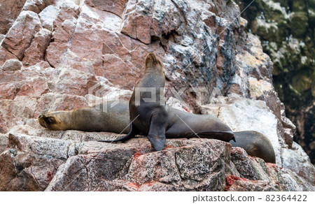 Sea lions resting on the stones in the Ballestas Islands of Peru Sea lions resting on the stones in the Ballestas Islands of Peru 82364422