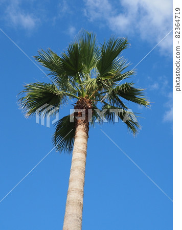 Summer image palm tropical seaside etc. 82364719