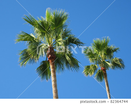 Summer image palm tropical seaside etc. Summer image palm tropical seaside etc. 82364744