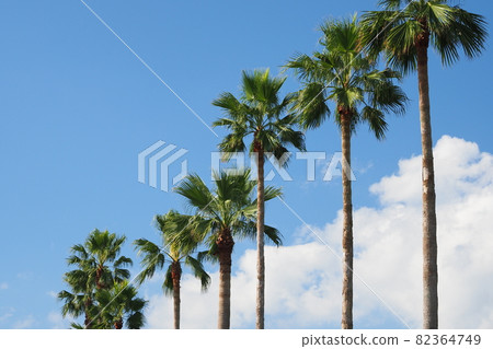 Summer image palm tropical seaside etc. Summer image palm tropical seaside etc. 82364749