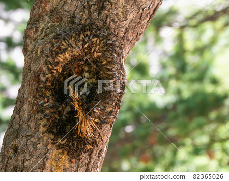 Colony of flying ants in a hollow tree. Colony of flying ants in a hollow tree. 82365026