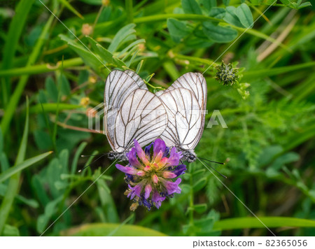 Copper white Thorn Butterflies couple macro. Two butterflies in the act of love. Copper white Thorn Butterflies couple macro. Two butterflies in the act of love. 82365056