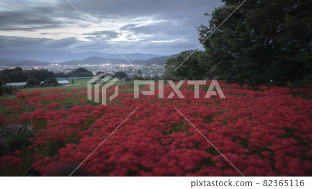 Kuhonji cluster amaryllis, Nara Prefecture Kuhonji cluster amaryllis, Nara Prefecture 82365116