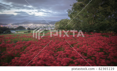 Kuhonji cluster amaryllis, Nara Prefecture Kuhonji cluster amaryllis, Nara Prefecture 82365119