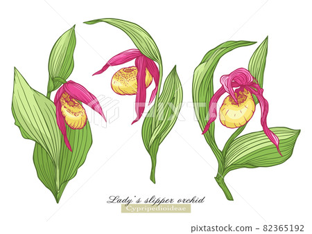 Lady's slipper orchid 82365192