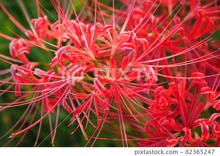 Cluster amaryllis (licorice) 82365247