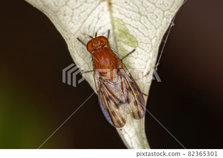 Adult Acalyptrate Fly 82365301