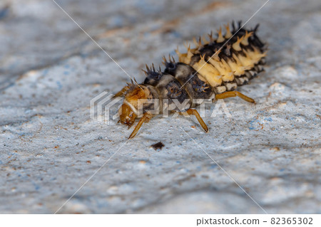 Asian Lady Beetle Larva 82365302