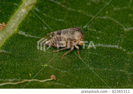 Adult Buffalo Treehopper 82365311