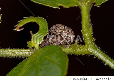 Adult Broad-nosed Weevils Adult Broad-nosed Weevils 82365312