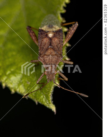 Adult Scentless Plant Bug 82365319