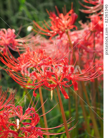 Cluster amaryllis (licorice) Cluster amaryllis (licorice) 82365340