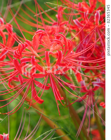 希根花那(Licoris) 希根花那(Licoris) 82365345