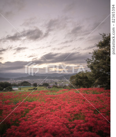 Kuhonji cluster amaryllis, Nara Prefecture Kuhonji cluster amaryllis, Nara Prefecture 82365394