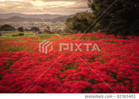 奈良縣九本寺群孤挺花 82365401