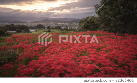 Kuhonji cluster amaryllis, Nara Prefecture Kuhonji cluster amaryllis, Nara Prefecture 82365406