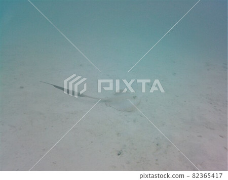 White ray on the ground of the indian ocean near an island 82365417