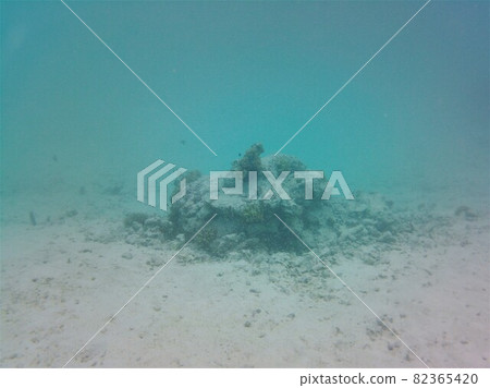 Zebrafish and other little fishes on the coral reef in the indian ocean Zebrafish and other little fishes on the coral reef in the indian ocean 82365420