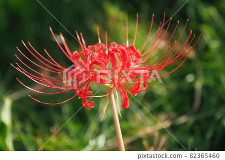 希根花那(Licoris) 希根花那(Licoris) 82365460