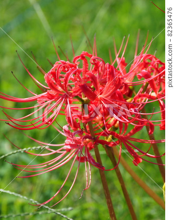 Cluster amaryllis (licorice) Cluster amaryllis (licorice) 82365476