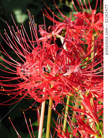 希根花那(Licoris) 希根花那(Licoris) 82365477