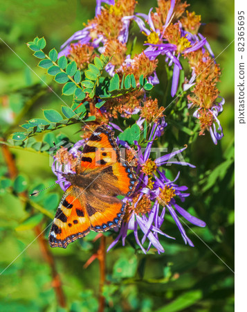 Bright imago Aglais urticae, Small Tortoiseshell butterfly on a flower, close up. Bright imago Aglais urticae, Small Tortoiseshell butterfly on a flower, close up. 82365695