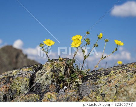 Selectiv focus. Abstract natural background with yellow mountain flowers against a blue sky with white cumulus clouds. Copy space. Selectiv focus. Abstract natural background with yellow mountain flowers against a blue sky with white cumulus clouds. Copy space. 82365777