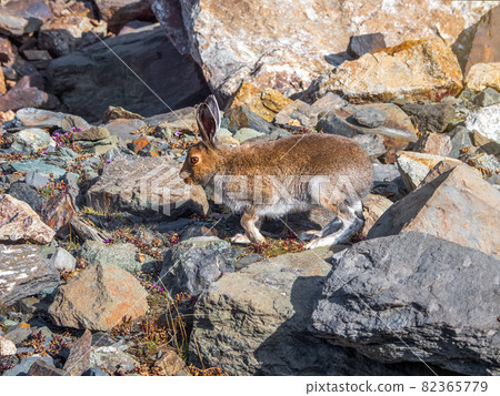 Mountain Hare (Lepus Timidus) in the natural habitat. Wild hare. Altai Mountains. Mountain Hare (Lepus Timidus) in the natural habitat. Wild hare. Altai Mountains. 82365779