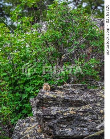 Funny Pika Ochotona collaris sits on rocky in Altai mountain. Funny Pika Ochotona collaris sits on rocky in Altai mountain. 82365820