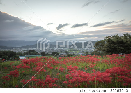 Kuhonji cluster amaryllis, Nara Prefecture Kuhonji cluster amaryllis, Nara Prefecture 82365940