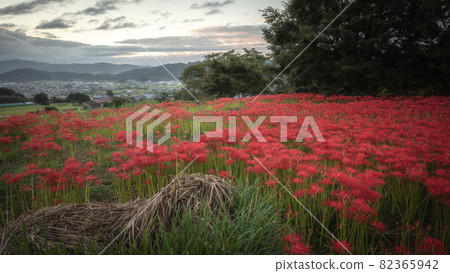 奈良縣九本寺群孤挺花 82365942