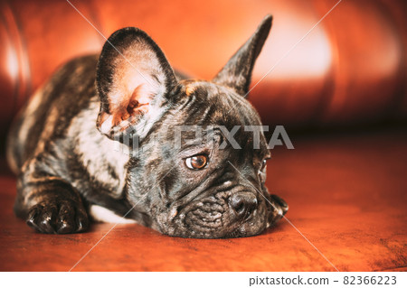 Sad Young Black French Bulldog Dog Puppy With White Spot Sit On Red Sofa Indoor. Funny Dog Baby. 82366223
