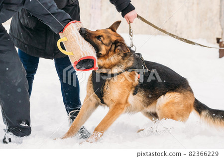 Training Of Purebred German Shepherd Young Dog Or Alsatian Wolf Dog. Attack And Defence. Winter 82366229