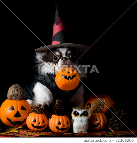 Adorable chihuahua dog wearing a Halloween witch hat and holding a pumpkin on dark background. 82366266