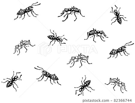 Ant. Vector drawing Ant. Vector drawing 82366744