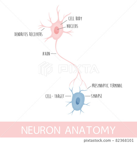Vector illustration of neuron anatomy. Axon, dendrites and cell body Vector illustration of neuron anatomy. Axon, dendrites and cell body 82368101