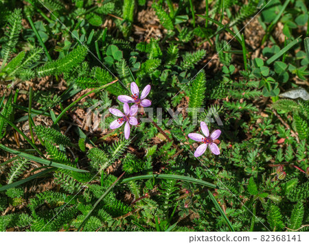 Erodium stevenii flowers also known as Geranium cicutarium. a rare plant listed in the Red Book of Russia. Erodium stevenii flowers also known as Geranium cicutarium. a rare plant listed in the Red Book of Russia. 82368141