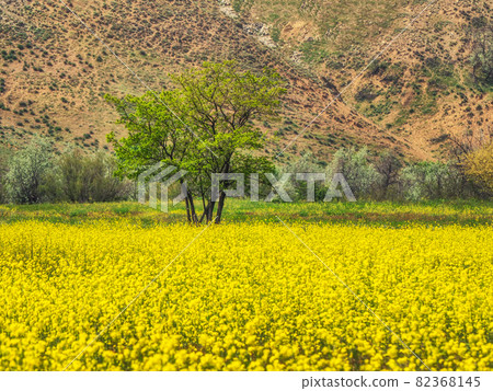 Abstract background with a yellow blooming field on the background of mountains. 82368145