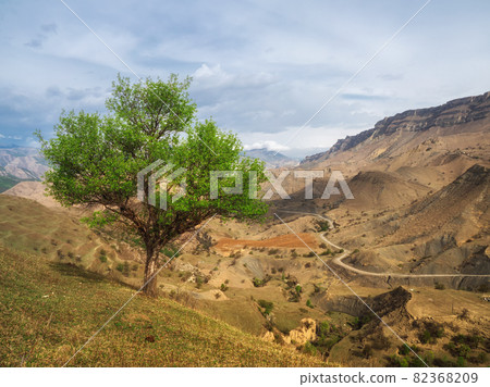A lone green tree on a mountainside. Mountain road serpentine going into the distance. 82368209
