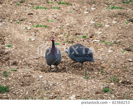 Two Helmeted Guinea Fowls (Numida Meleagris) on the farm. 82368253
