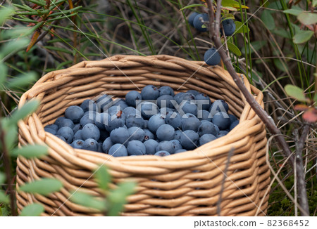 Ripe blueberries in a wicker basket in a summer forest Ripe blueberries in a wicker basket in a summer forest 82368452