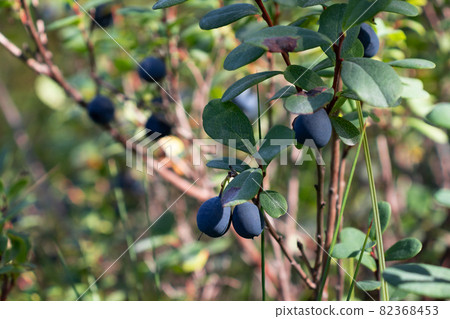 Ripe forest blueberries growing on a bush Ripe forest blueberries growing on a bush 82368453