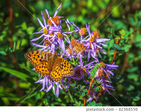 Bright imago Fabriciana adippe,  High brown fritillary on a flower, close up. 82368550
